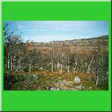 Ein Birkenwald, noch ein paar letzte Bl�tter an den B�umen.